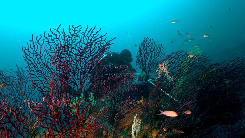 Septentrion Environnement’dan Tristan Estaque, Marsilya yakınlarındaki Les Pharillons’da gorgonian mercanlarını inceliyor.