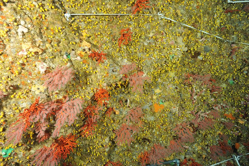 Kolonie roter Korallen in der Grotte Palazzu vor der Küste Korsikas im Jahr 2015.