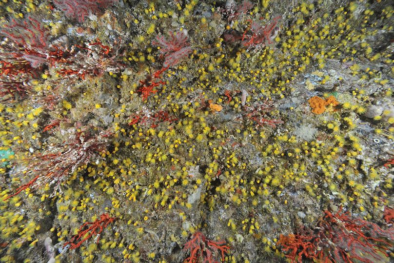 Die gleiche Kolonie roter Korallen mit Anzeichen von Nekrose in der Grotte Palazzu im Jahr 2017.