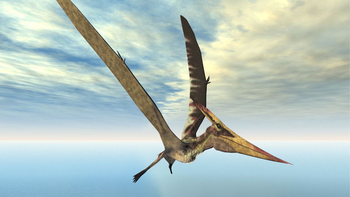 Un'immagine generata al computer dello pterosauro Pteranodon, una specie di pterosauro diversa da quella scoperta a Skye.
