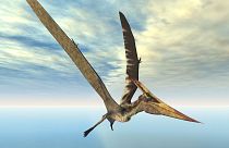Image générée par ordinateur du ptérosaure Pteranodon, une espèce de ptérosaure différente de celle découverte à Skye.
