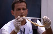 Um agente de saúde pública segura um tubo com um mosquito capturado para ser testado