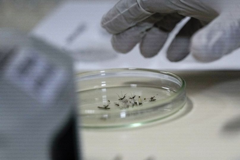 Analizan el mosquito transmisor del dengue en un laboratorio de Río de Janeiro