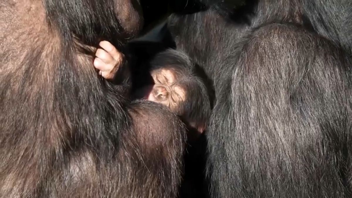 صورة للشمبانزي حديث الولادة