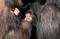 صورة للشمبانزي حديث الولادة