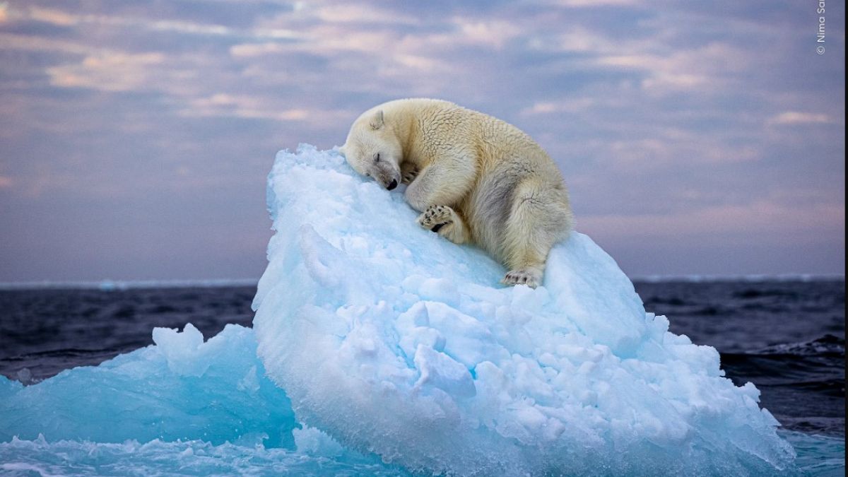 Alvó jegesmedve