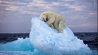 Alvó jegesmedve