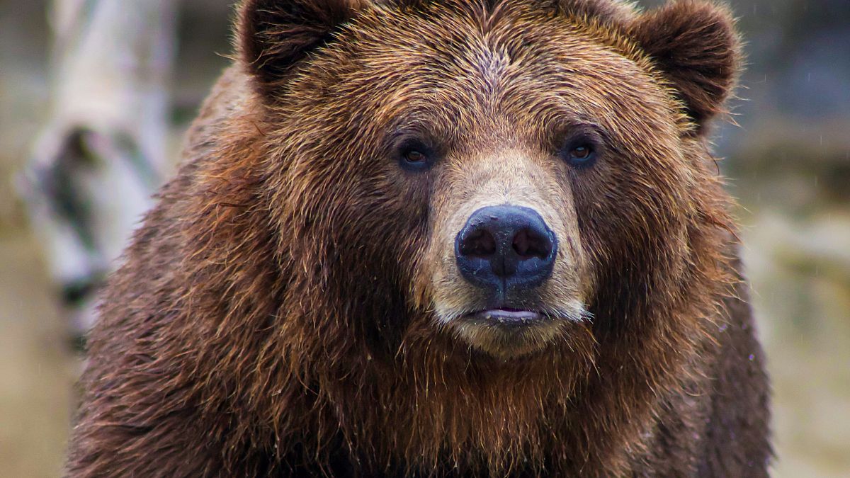 ‘Excessive confidence’: Inside Italy’s struggle to live alongside growing brown bear population thumbnail