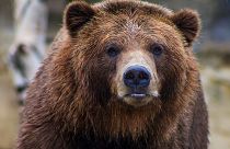 Brown bear populations rebounded thanks to an EU-funded project, but they are now being culled by local authorities.