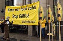 Europe has a long history of opposition to GMO crops, whose cultivation is currently banned in most EU countries.
