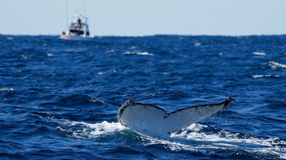 Una ballena jorobada se sumerge frente a la costa de Port Stephens, Australia.