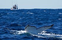 A humpback whale dives off the coast of Port Stephens, Australia.