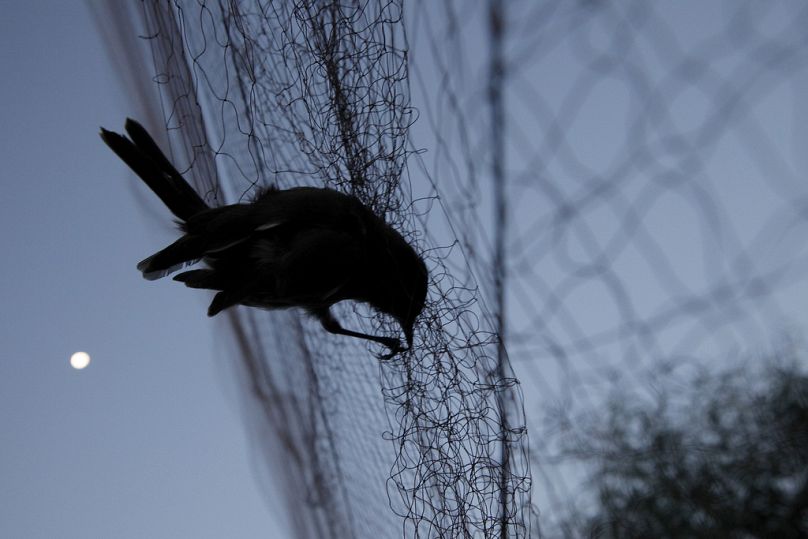 A bird is entangled in a net used by poachers to trap migrating songbirds in the early morning in Larnaca district, Cyprus.