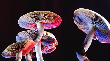 Magic mushrooms.