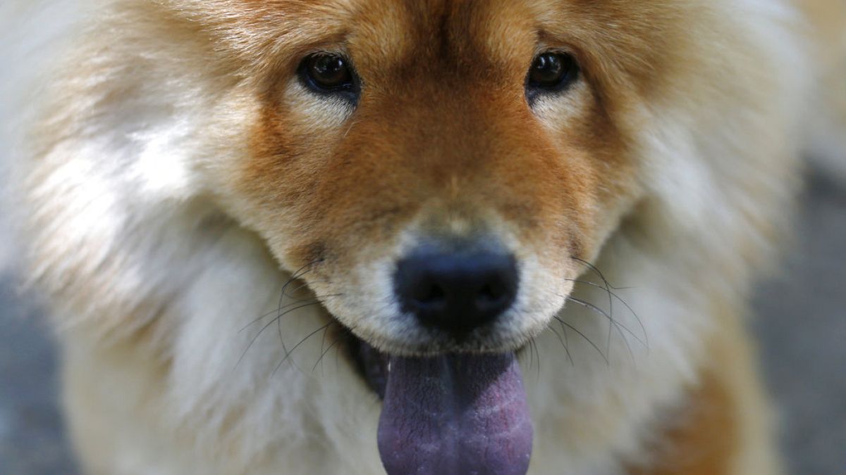 Състезание за спасяване на бездомни кучета в Русия след новия закон за евтаназията