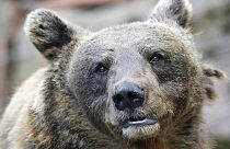 Az M90-es medvét kedden lőtték ki Olaszországban 