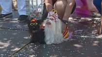 cani al carnevale di Rio