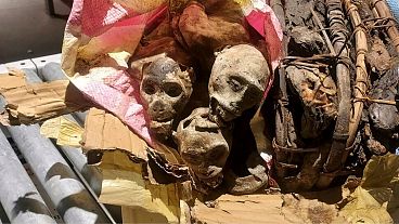 На этой недатированной фотографии изображены мумифицированные останки четырех обезьян, изъятые у путешественника, побывавшего в Демократической Республике Конго, перед прибытием в бостонский аэропорт Логан.