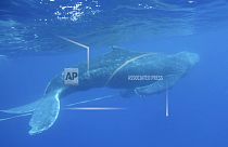 Οι μεγάπτερες φάλαινες είναι από τα είδη που αντιμετωπίζουν τις μεγαλύτερες απειλές