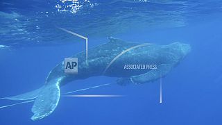 Οι μεγάπτερες φάλαινες είναι από τα είδη που αντιμετωπίζουν τις μεγαλύτερες απειλές