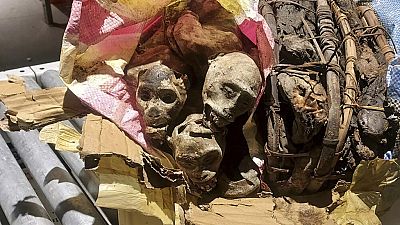 USA: monkey skulls in a suitcase from the DRC