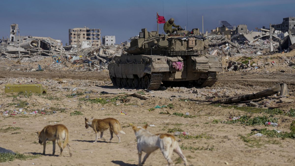 الكلاب الضالة في غزة