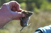 Uma ratazana de dorso vermelho é segurada durante um levantamento da vida vegetal e animal em Juneau, Alasca,