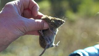 Uma ratazana de dorso vermelho é segurada durante um levantamento da vida vegetal e animal em Juneau, Alasca,
