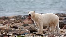 A male polar bear eats a piece of whale meat as it walks along the shore of Hudson Bay near Churchill, Manitoba.