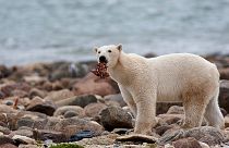 A male polar bear eats a piece of whale meat as it walks along the shore of Hudson Bay near Churchill, Manitoba.