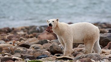 Un orso polare maschio mangia un pezzo di carne di balena mentre cammina lungo la riva della Baia di Hudson vicino a Churchill, Manitoba.