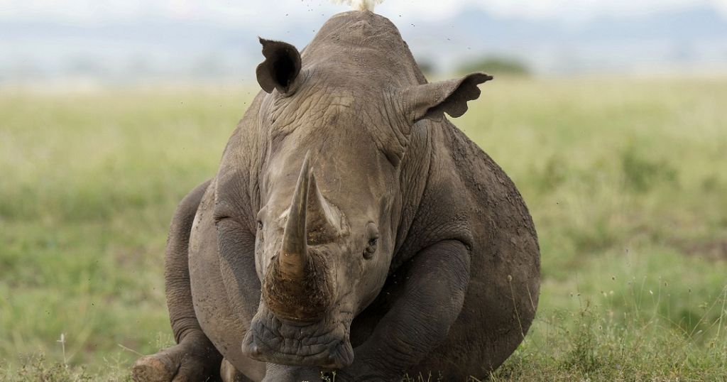Kenya: After a successful relocation, 21 black rhinos start journey to a new home - Vimarsana News