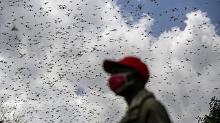 Erratic weather fueled by climate change will worsen locust outbreaks, study finds