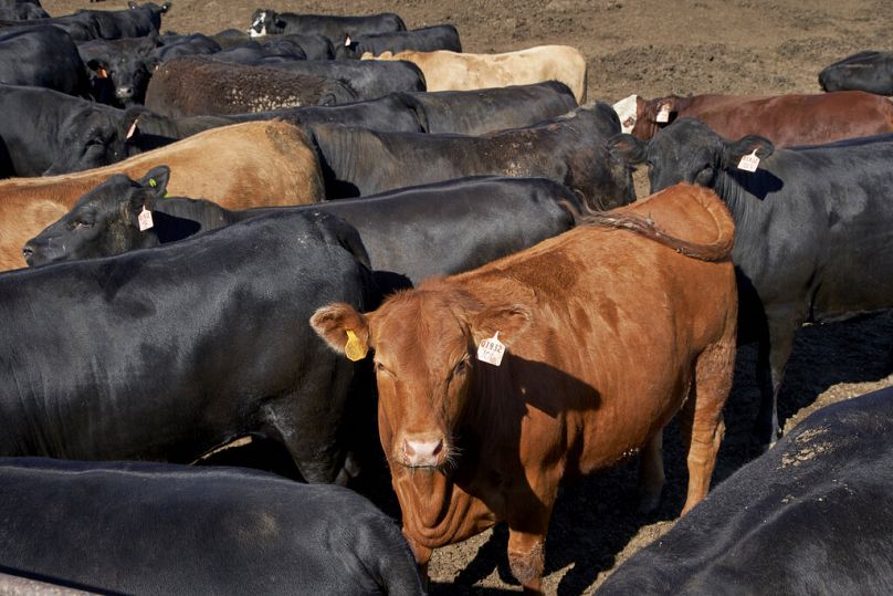 تولید گوشت گاو هرساله بیشترین میزان انتشار گازهای گلخانه‌ای حاصل از فعالیت‌های انسانی را باعث می‌شود