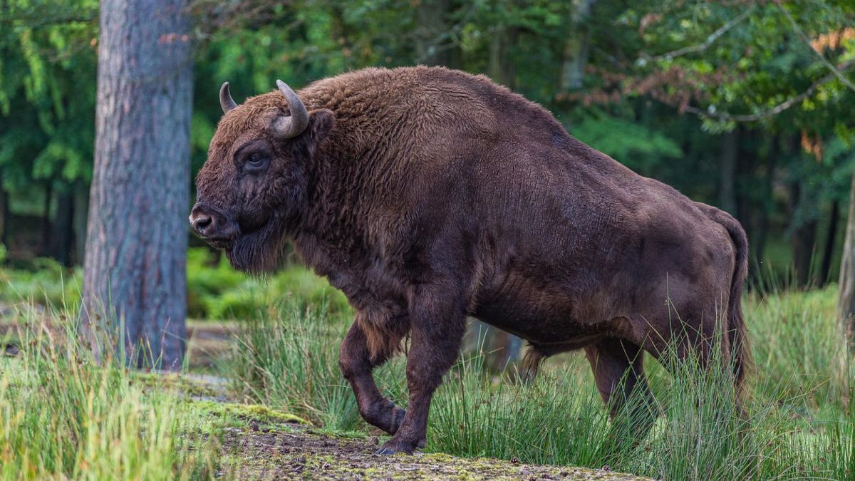 Стадо бизони в Украйна е на ръба на изчезване - може ли услуга за сватовство да ги спаси?