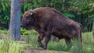The European bison brings vital environmental benefits wherever it roams. The Zalissia National Nature Park is fighting to hold on to their population.