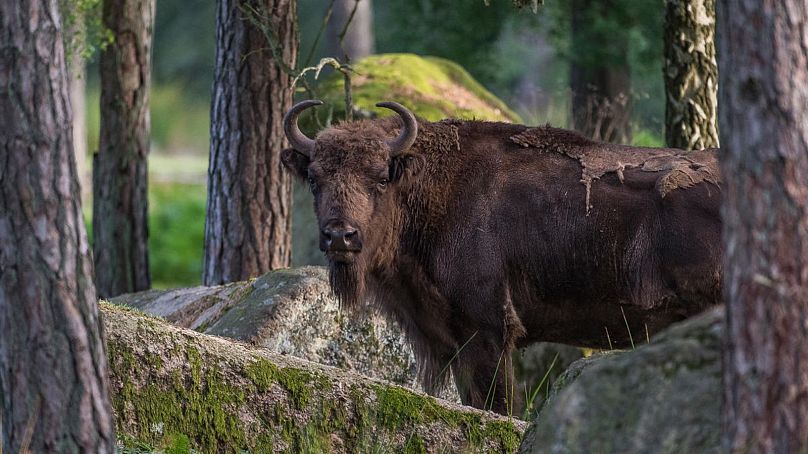 A European bison (Bison bonasus) in Eriksberg game park, Sweden.