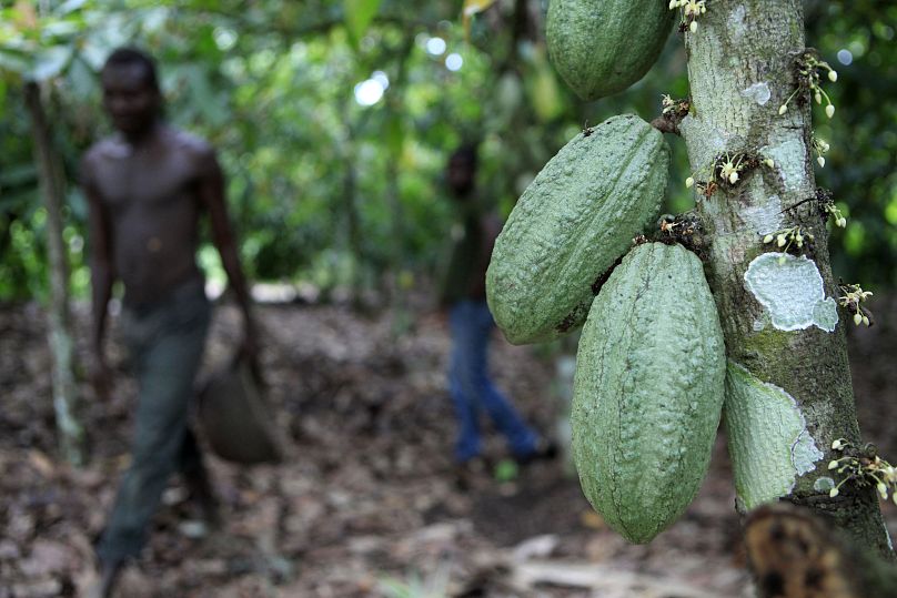 Le fermier Issiaka Ouedraogo passe devant des cabosses de cacao, dans une plantation à l'extérieur du village de Fangolo, près de Duekoue en Côte d'Ivoire, le 31 mai 2011