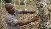 So stellen ivorische Bauern abholzungsfreien Kakao her