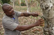 Cacau sem desflorestação: os produtores da Costa do Marfim receiam pagar preço da sustentabilidade
