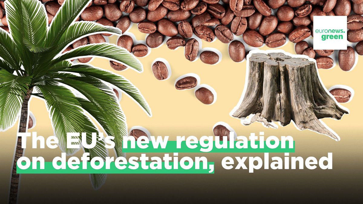 Supply chain disruptions: Are concerns about the EU's new deforestation regulation justified? thumbnail