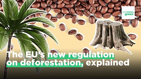 Supply chain disruptions: Are concerns about the EU's new deforestation regulation justified?