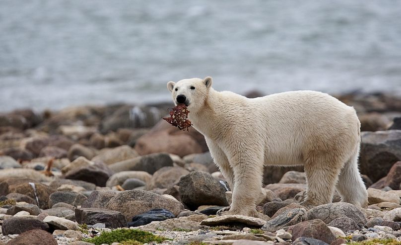 A male polar bear eats a piece of whale meat as it walks along the shore of Hudson Bay near Churchill, Manitoba, August 2010
