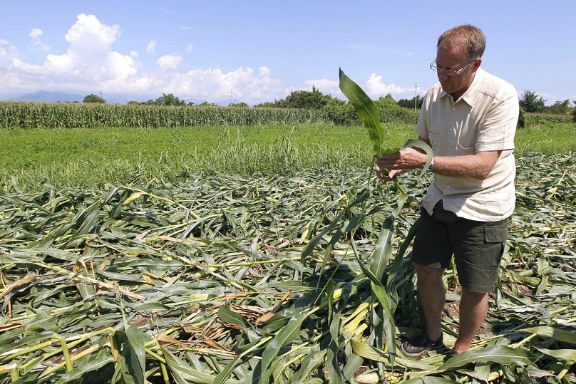 A farmer inspects genetically modified yellow corn on his land in Pordenone, northern Italy, August 2010