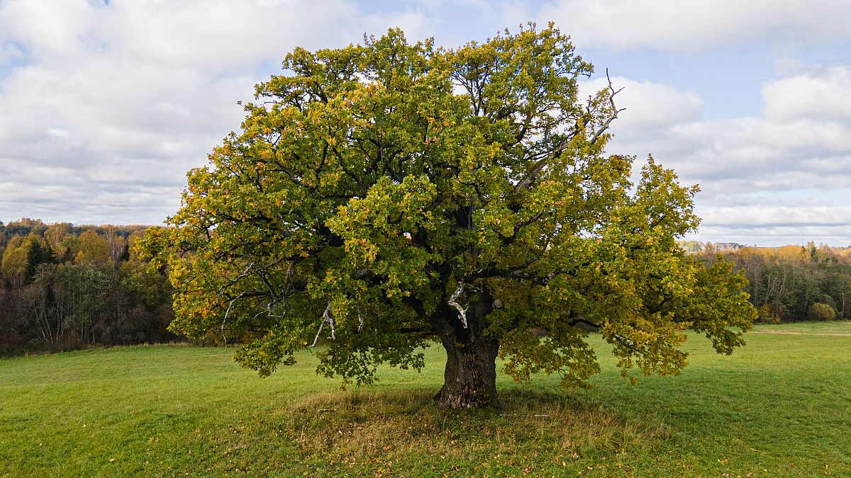 Наградата Европейско дърво на годината обединява дървета с най интересни истории