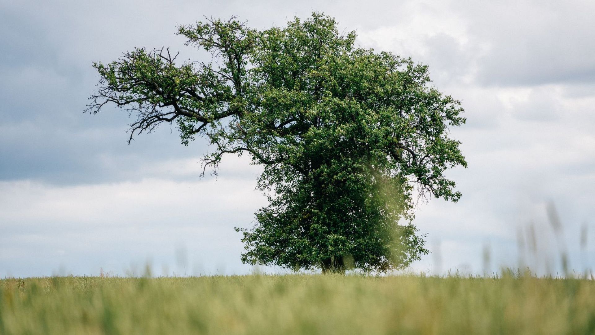King of the forest Poland's beech crowned European Tree of the Year
