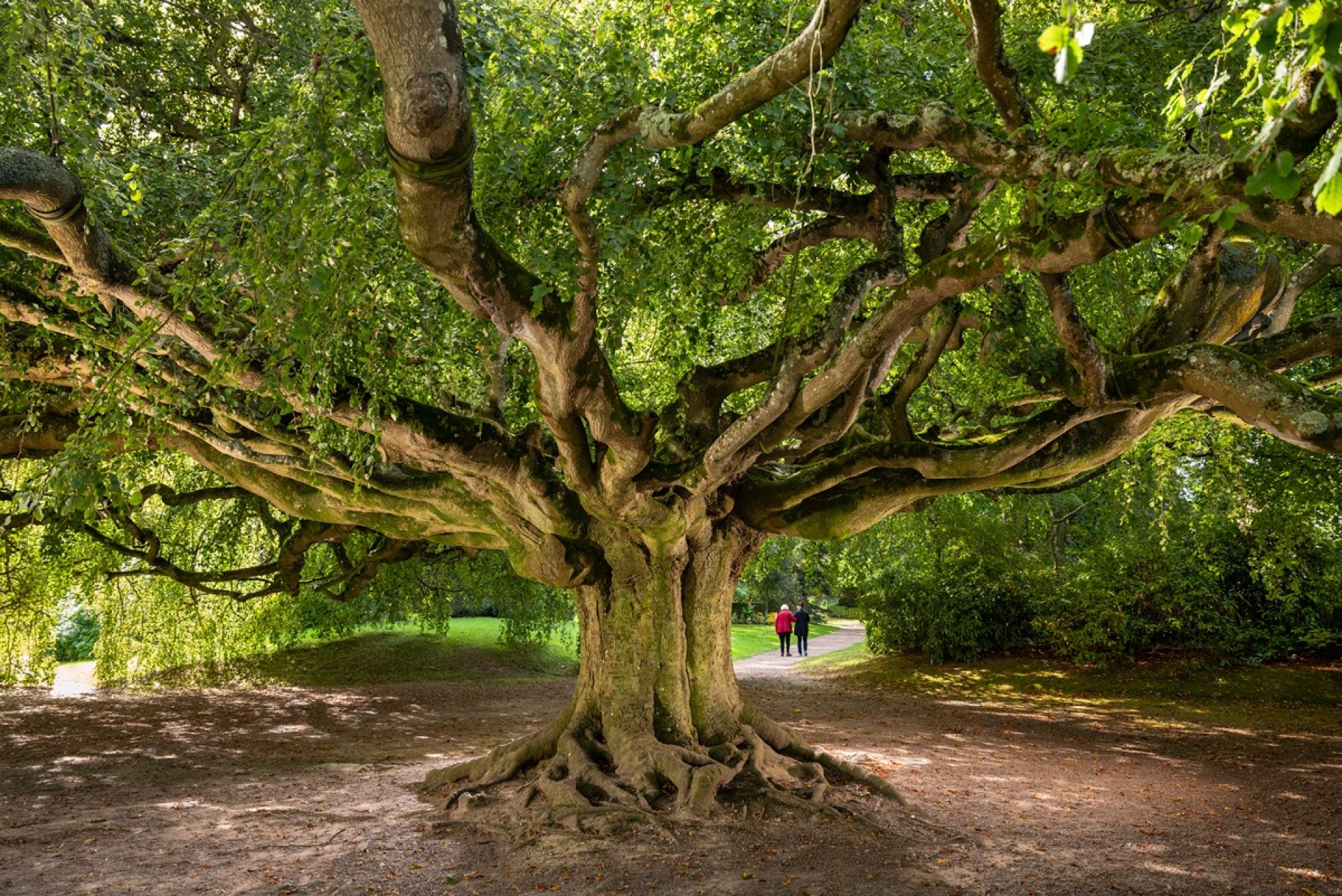 King of the forest Poland's beech crowned European Tree of the Year