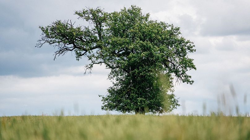 Czech Republic's ‘Pear Tree in the Middle of a Field’ placed fifth.