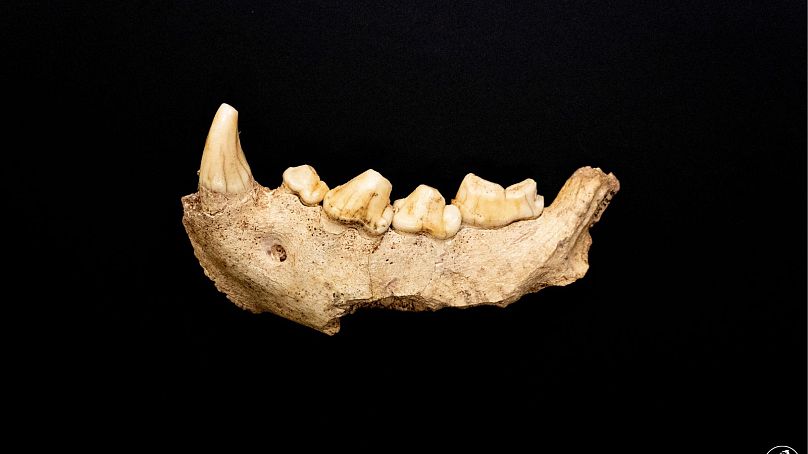 آرواره و دندان‌های نئاندرتال کشف شده در ایتالیا
