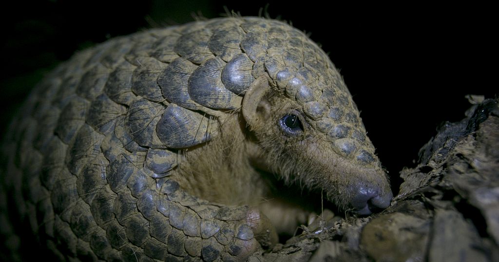 Kenyan efforts to protect pangolins from extinction - Vimarsana News